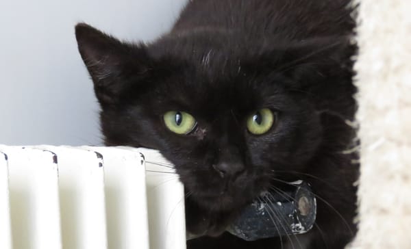 ARIES