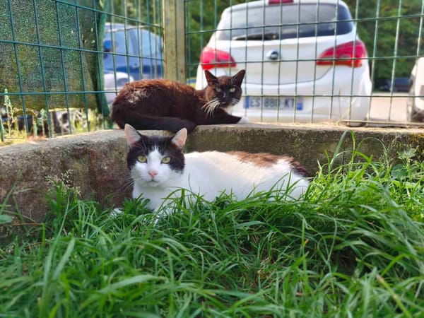 SURICAT C