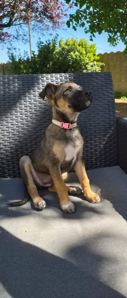 SILEA, CHIOT FEMELLE BERGER CRÉOLE