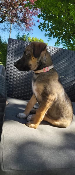 SILEA, CHIOT FEMELLE BERGER CRÉOLE