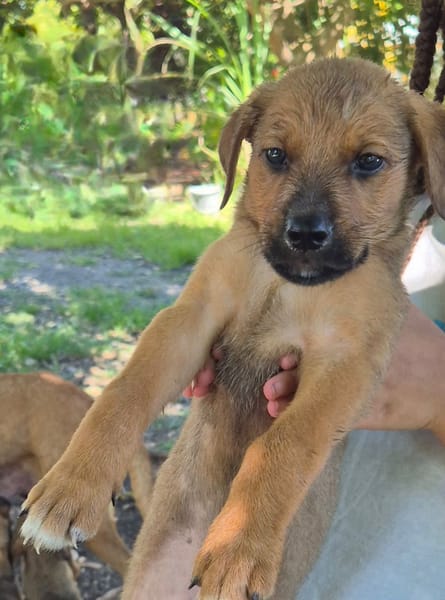 ZIGGY, CHIOT MÂLE BERGER CRÉOLE
