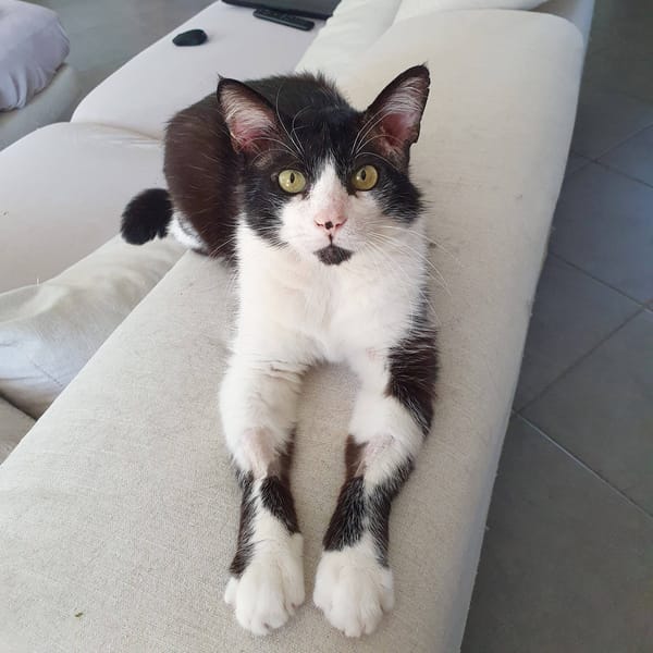 ZORRO