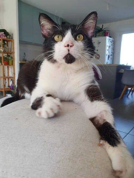 ZORRO