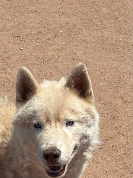 ARES