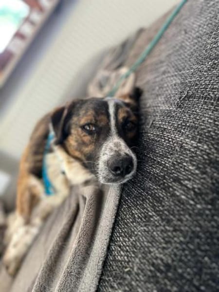 🐾 Kleines Herz sucht großes Glück: Darf