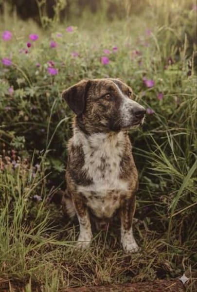 🐾 Kleines Herz sucht großes Glück: Darf