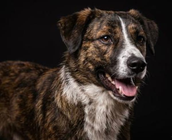 🐾 Kleines Herz sucht großes Glück: Darf