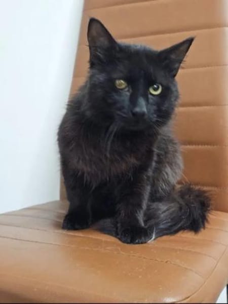 Mitzu  Freundliches  Lackfellchen