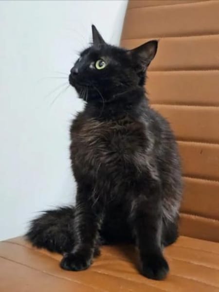 Mitzu  Freundliches  Lackfellchen