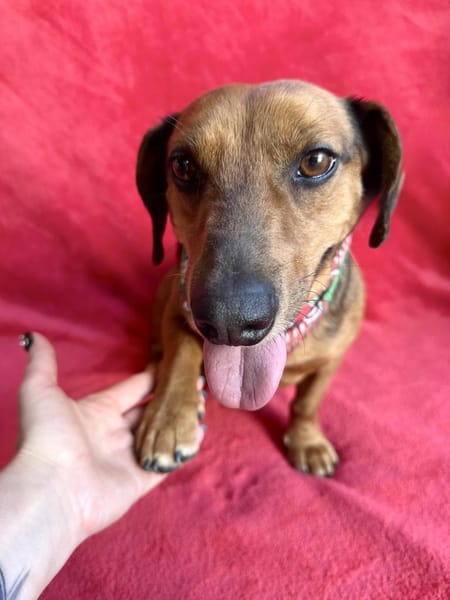 Duke-Kleiner Kuscheljunge auf der Suche