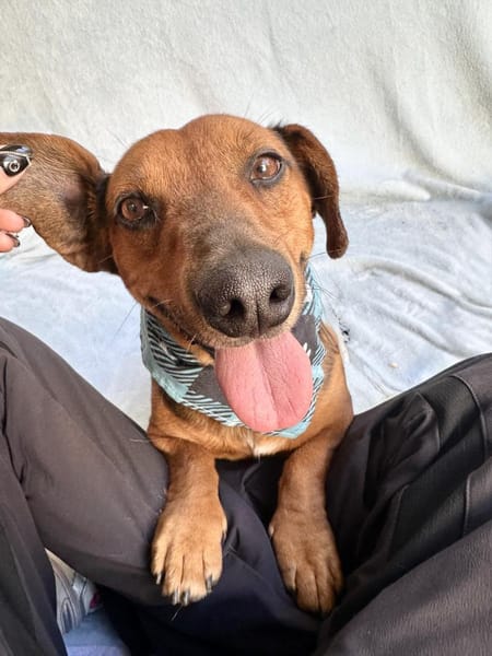 Duke-Kleiner Kuscheljunge auf der Suche