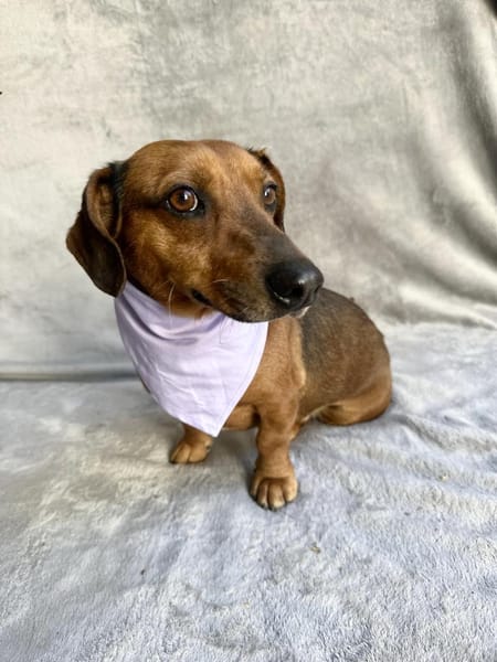 Duke-Kleiner Kuscheljunge auf der Suche