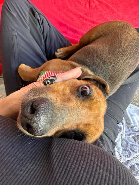 Duke-Kleiner Kuscheljunge auf der Suche