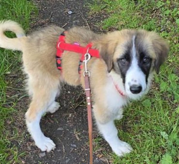 VIOLETT -rundum tolles Hundekind-