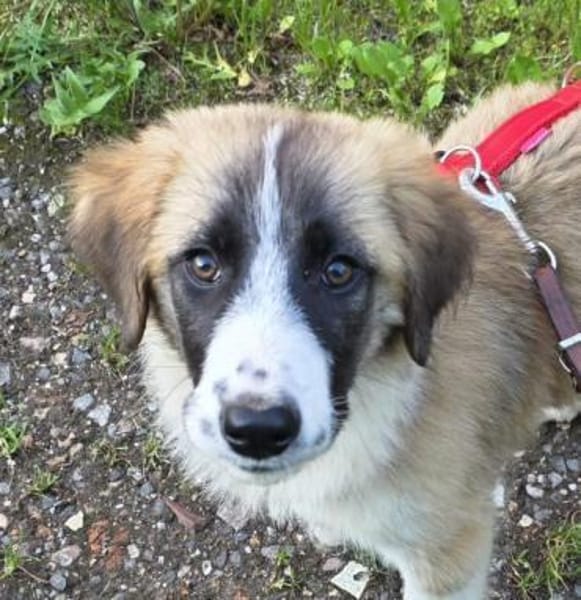 VIOLETT -rundum tolles Hundekind-