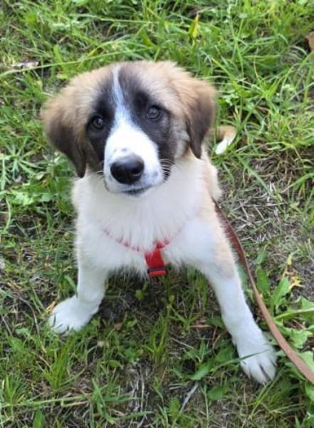 VIOLETT -rundum tolles Hundekind-