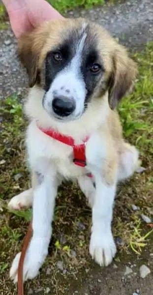VIOLETT -rundum tolles Hundekind-