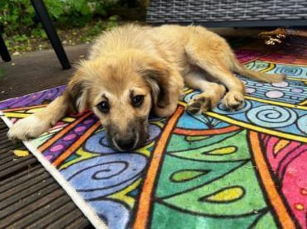 SANDIE -rundum tolles Hundekind-