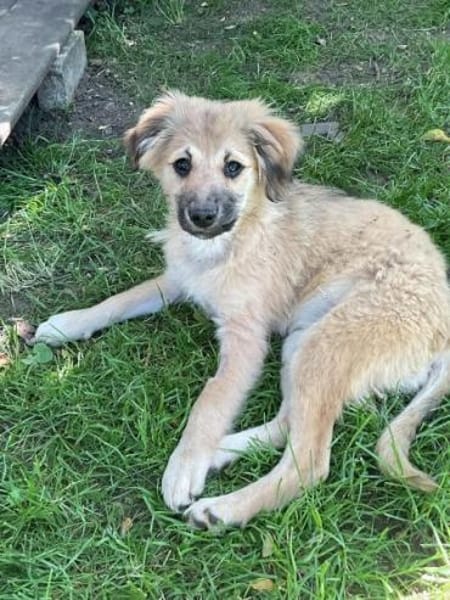 SANDIE -rundum tolles Hundekind-