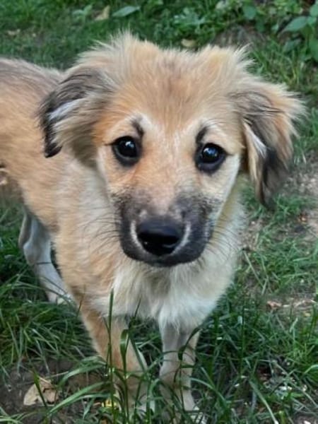 SANDIE -rundum tolles Hundekind-