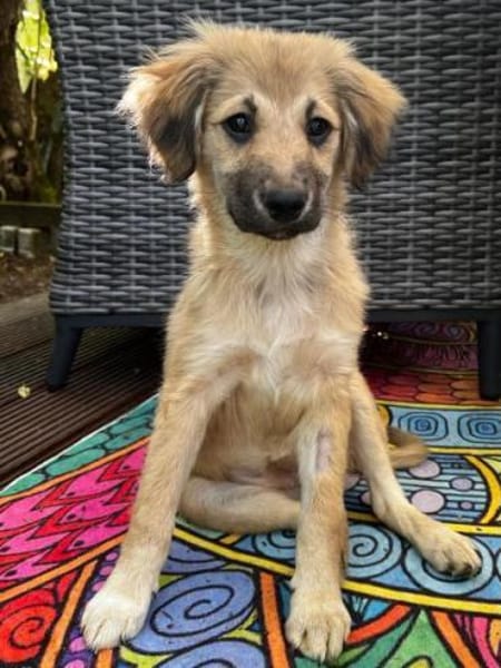 SANDIE -rundum tolles Hundekind-