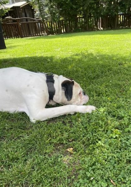 Taro - ein Sonnenschein Boxer wartet