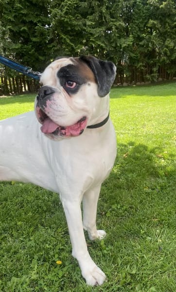 Taro - ein Sonnenschein Boxer wartet