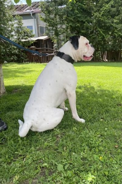 Taro - ein Sonnenschein Boxer wartet
