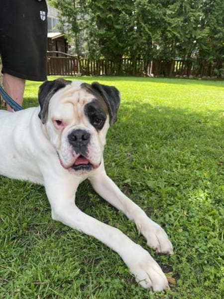 Taro - ein Sonnenschein Boxer wartet