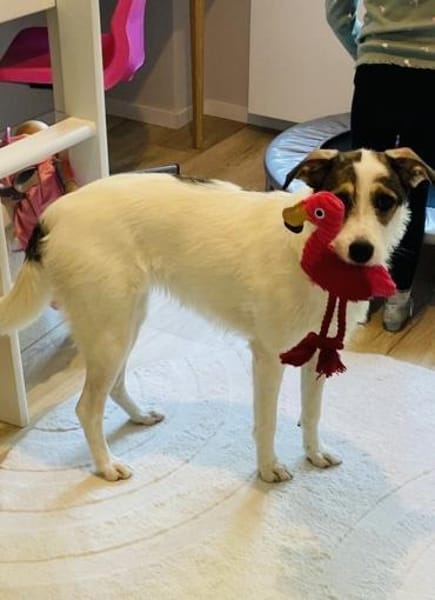 Peppi sucht ein neues Zuhause