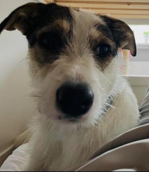 Peppi sucht ein neues Zuhause