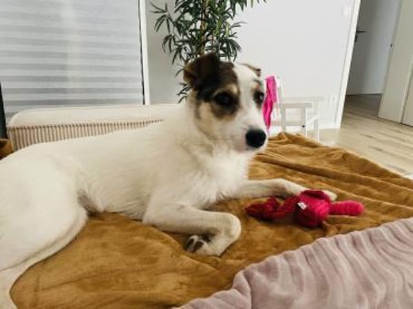 Peppi sucht ein neues Zuhause