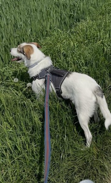 Peppi sucht ein neues Zuhause