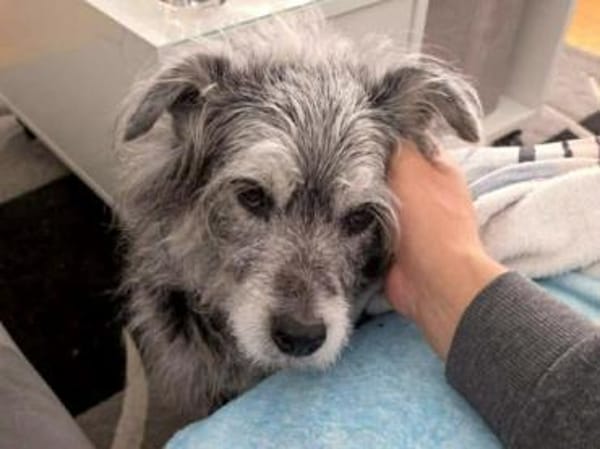 Buddy hat sein Zuhause verloren