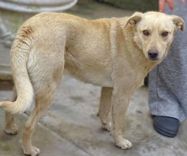 BELI sucht Familienanschluss