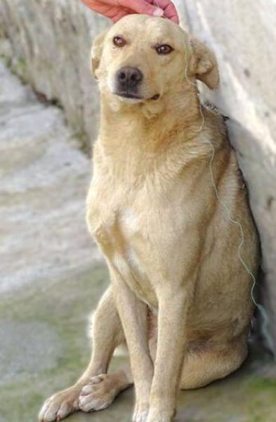 BELI sucht Familienanschluss