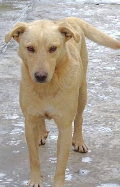 BELI sucht Familienanschluss