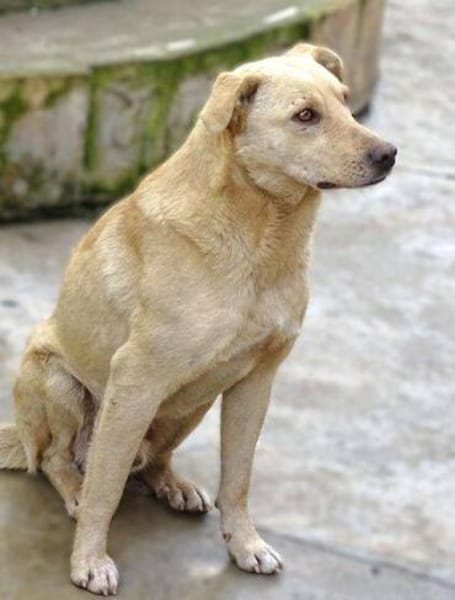 BELI sucht Familienanschluss