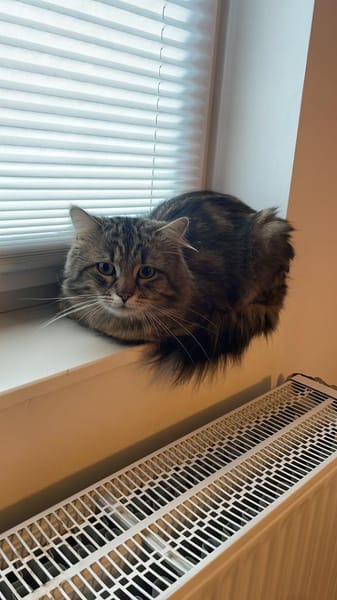 Milow sucht sein Glück ❤