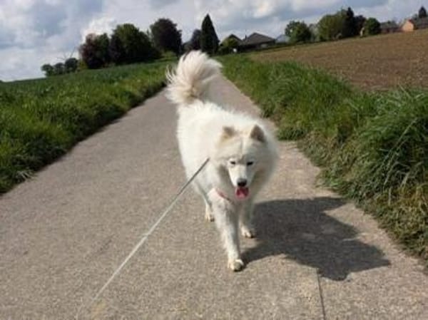 Über Elsa  ein bißchen die Königin