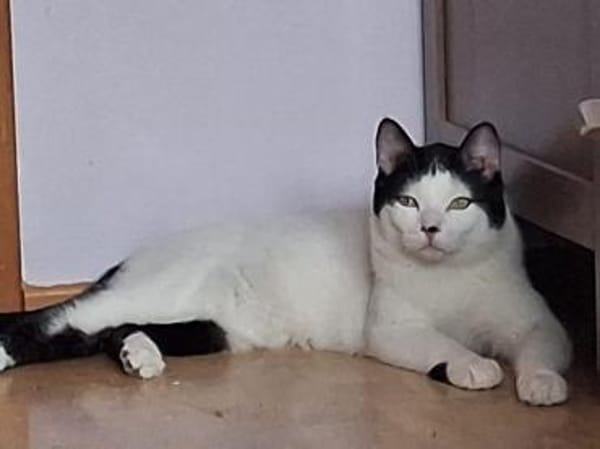 Algoz  verschmuster Kater sucht Zuhause