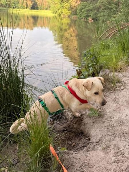 Herzensbrecher Kalle sucht Familie