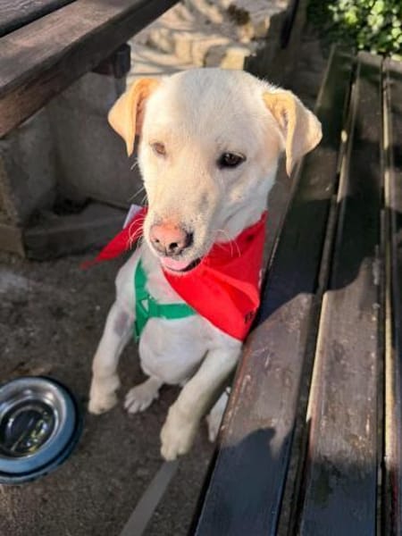 Herzensbrecher Kalle sucht Familie