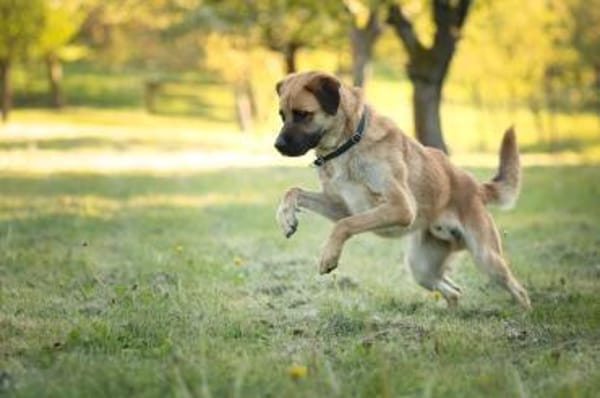 🐾 Aro sucht sein Zuhause 🏡