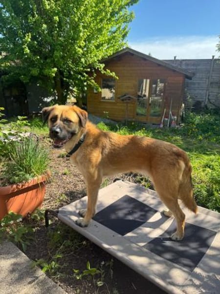 🐾 Aro sucht sein Zuhause 🏡