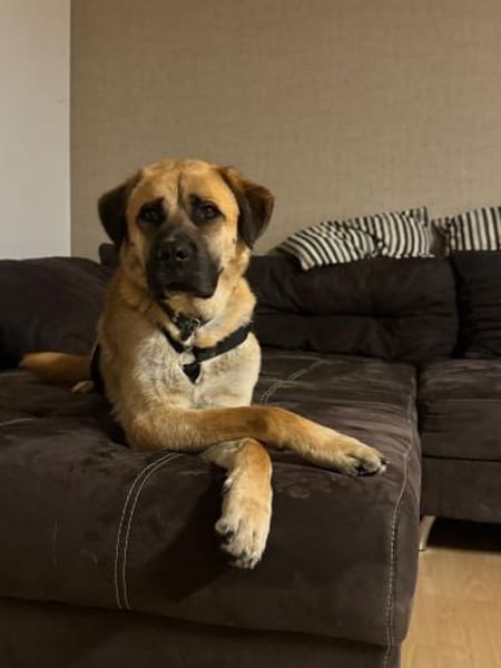 🐾 Aro sucht sein Zuhause 🏡