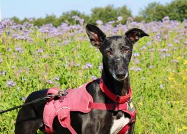 Galga Primavera - lieb, menschenbezogen