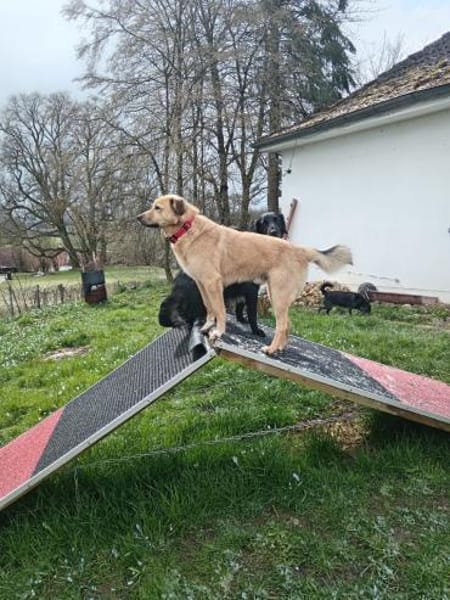 Toller Kerl Nimbus