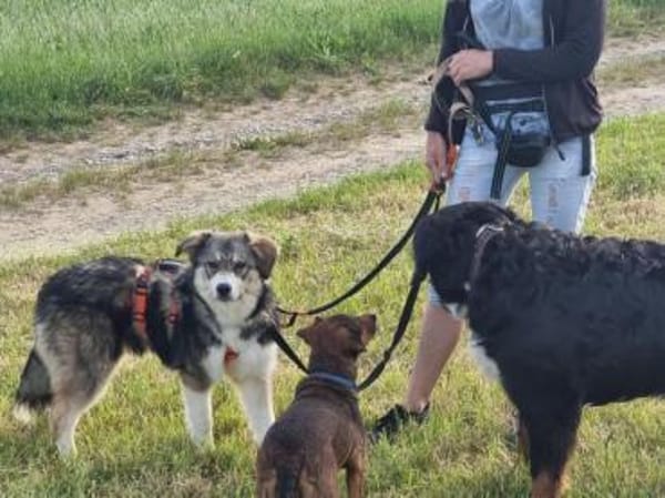 JELLA -rundum tolles Hundekind-