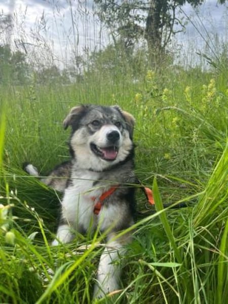 JELLA -rundum tolles Hundekind-